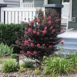 Thunderstruck™ Coral Boom™ Crape Myrtle Tree -Garden Plants Thunderstruck Coral Bloom 6