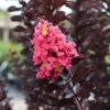 Thunderstruck™ Coral Boom™ Crape Myrtle Tree -Garden Plants Thunderstruck Coral Bloom FGT 600x600 78393993 bc09 480e a4f5 ada4b665bac2