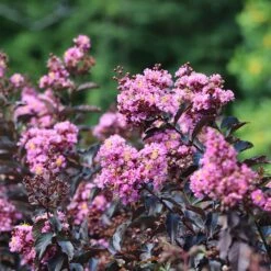 Thunderstruck™ Lavender Blast™ Crape Myrtle Tree -Garden Plants Thunderstruck Lavender Blast 2 FGT