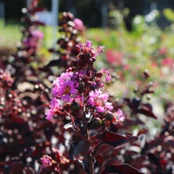Thunderstruck™ Lavender Blast™ Crape Myrtle Tree -Garden Plants Thunderstruck Lavender Blast 5 FGT