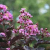 Thunderstruck™ Lavender Blast™ Crape Myrtle Tree -Garden Plants Thunderstruck Lavender Blast 600x600 81d57003 73b0 45d7 97c0 81ead196b77d