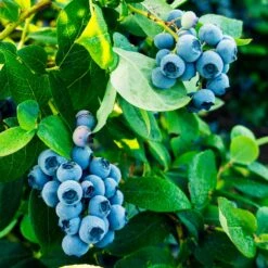 Tifblue Blueberry - USDA Organic -Garden Plants TifBlue Blueberry 1 4abf087f 55f9 47be 9859 69b1a07bf8d8