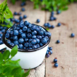 Tifblue Blueberry Bush 9 Tifblue Blueberry Bush -Garden Plants TifBlue Blueberry 4