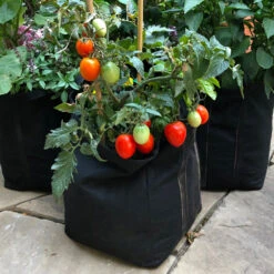 Patio Tomato Garden -Garden Plants Tomato Garden kit 1