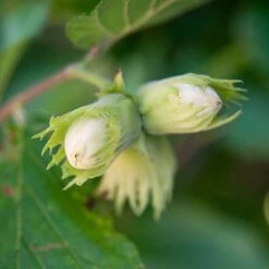 Tonda Di Giffoni Filbert -Garden Plants Tonda Hazelnut Tree 400