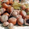 Tonda Di Giffoni Filbert -Garden Plants Tonda Hazelnuts 400