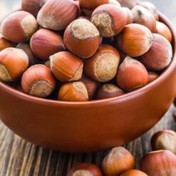 Tonda Di Giffoni Filbert -Garden Plants Tonda Hazelnuts 400 2