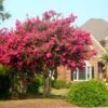 Tonto Crape Myrtle Tree -Garden Plants Tonto Crape Myrtle FGT 600x600 33dc26d8 7451 461e 8531 8b6ca167e6fb