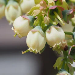 Top Hat Blueberry Bush -Garden Plants TopHat BLueberry 3