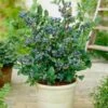 Top Hat Blueberry Bush -Garden Plants Tophat BLueberry FGT 600x600 a5719f76 8f23 4e54 96ff 2e9680dd339f
