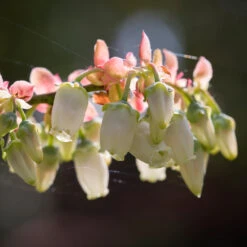 Toro Blueberry Bush - USDA Organic -Garden Plants Toro Blueberry 3 1cbc3ceb 6262 43bb 917a 490851827d67