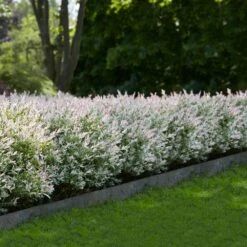 Tri-Color Dappled Willow -Garden Plants Tri Color Willow Shrub 1