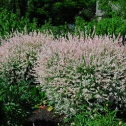 Tri-Color Dappled Willow -Garden Plants Tri Color Willow Shrub 2