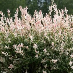 Tri-Color Dappled Willow -Garden Plants Tri color Willow 1 FGT