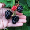 Triple Crown Blackberry Plant - USDA Organic -Garden Plants Triple Crown Blackberry 600x600 4738c29c 5a3b 48de 9f14 21b727d2b5a2
