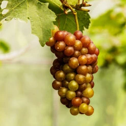 Triumph Muscadine Grapes -Garden Plants Triumph Muscadine 1