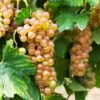 Triumph Muscadine Grapes -Garden Plants Triumph Muscadine FGT 600x600 cfbb23d6 9d48 48f7 8c6d 1ded3a7ff912