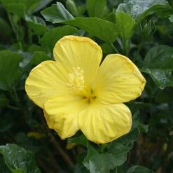 Yellow Tropical Hibiscus Tree -Garden Plants Tropical Hibiscus Yellow 3