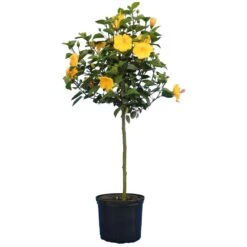 Yellow Tropical Hibiscus Tree -Garden Plants Tropical Hibiscus Yellow 4