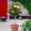 Yellow Tropical Hibiscus Tree -Garden Plants Tropical Hibiscus Yellow FGT 600x600 fc3eae3c 4fde 45b0 8545 fdf2d03ffcb8