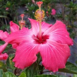 Pink Tropical Hibiscus Tree 9 Pink Tropical Hibiscus Tree -Garden Plants Tropical Pink Hibiscus 3 FGT