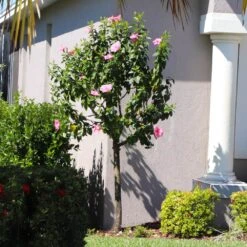 Pink Tropical Hibiscus Tree 10 Pink Tropical Hibiscus Tree -Garden Plants Tropical Pink Hibiscus 6