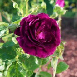 Twilight Rose Shrub 7 Twilight Rose Shrub -Garden Plants Twilight Rose Shrub 1