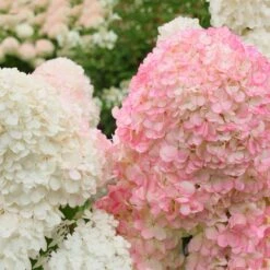 Vanilla Strawberry™ Hydrangea Shrub -Garden Plants Vanilla Strawberry Hydrangea 2 FGT
