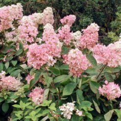 Vanilla Strawberry™ Hydrangea Shrub -Garden Plants Vanilla Strawberry Hydrangea 3 FGT