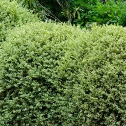 Variegated Boxwood Shrub -Garden Plants Variegated Boxwood 1