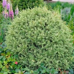 Variegated Boxwood Shrub -Garden Plants Variegated Boxwood 2 FGT