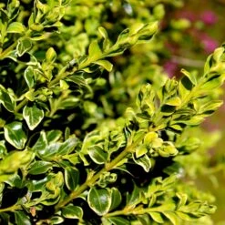 Variegated Boxwood Shrub -Garden Plants Variegated Boxwood 4 FGT