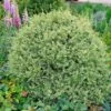 Variegated Boxwood Shrub -Garden Plants Variegated Boxwood FGT 600x600 15885245 1f25 4136 b802 41814201f8b5