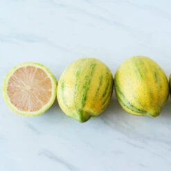 Pink Variegated Eureka Lemon Bush -Garden Plants Variegated Pink Eureka 2 BB