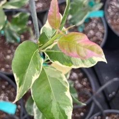 Pink Variegated Eureka Lemon Bush -Garden Plants Variegated Pink Eureka 7 dbfb1cfe f5d9 45c1 aac9 7809e00cecc3