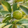 Pink Variegated Eureka Lemon Tree -Garden Plants Variegated Pink Eureka FGT 600x600 28047feb ac18 41c2 bc96 59d832f1d942