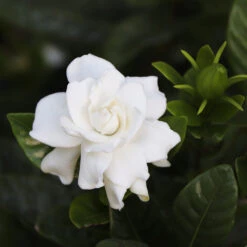 Gardenia 'Veitchii' Shrub -Garden Plants Veitchii Gardenia 2 FGT