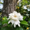 Gardenia 'Veitchii' Shrub -Garden Plants Veitchii Gardenia FGT 600x600 682342a2 f824 4657 b803 57a8bc017673