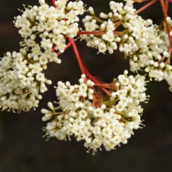 Coppertop® Sweet Viburnum Shrub -Garden Plants Viburnum Coppertop 3