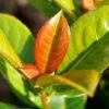 Volcano Cherry Laurel -Garden Plants Volcano Laurel FGT 600x600 5b1227ca 084f 4e2e 90ae 343c02974e7c