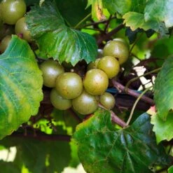 Wine Lover's Kit -Garden Plants WIne Lovers Kit 3