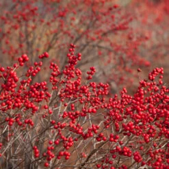 Winter Red Winterberry Holly Shrub 12 Winter Red Winterberry Holly Shrub -Garden Plants WInter Red winterberry 1