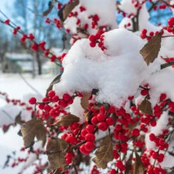 Winter Red Winterberry Holly Shrub 13 Winter Red Winterberry Holly Shrub -Garden Plants WInter Red winterberry 3
