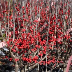 Winter Red Winterberry Holly Shrub 14 Winter Red Winterberry Holly Shrub -Garden Plants WInter Red winterberry 3G