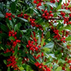 Winter Red Winterberry Holly Shrub 11 Winter Red Winterberry Holly Shrub -Garden Plants WInter Red winterberry 6