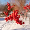 Winter Red Winterberry Holly Shrub -Garden Plants WInter Red winterberry FGT 600x600 001b38bb 63bf 457e 9a8b 139728ed43c5
