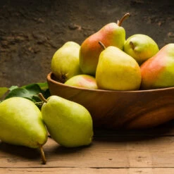 Warren Pear Tree 9 Warren Pear Tree -Garden Plants Warren Pear Tree 1