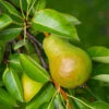 Warren Pear Tree -Garden Plants Warren Pear Tree 600x600 daf30642 4b77 4450 b4a7 cdf417b4a88d