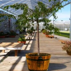 Weeping Extraordinaire™ Cherry Tree -Garden Plants Weeping Extraordinaire Cherry 1