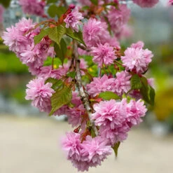 Weeping Extraordinaire™ Cherry Tree -Garden Plants Weeping Extraordinaire Cherry 2
